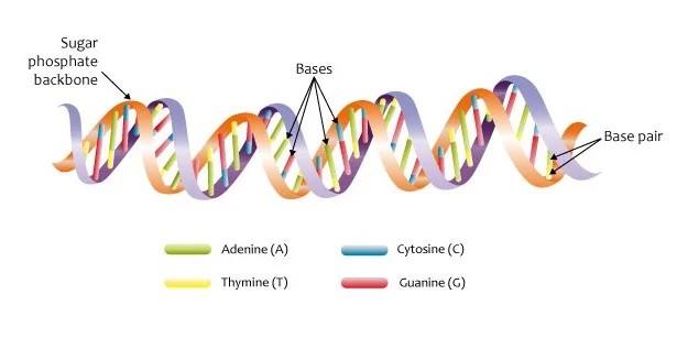 나선형으로 꼬인 두 가닥의 사다리 모양 DNA 이중나선 구조를 보여 주는 그림. 밝은 배경 위에 연결된 막대와 나선이 그려져 있다.